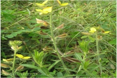 Crotalaria mysorensis